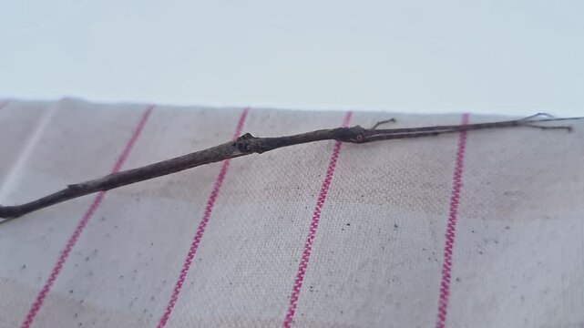 Closeup view of a brown wingless stick insect with slender body perched inside home