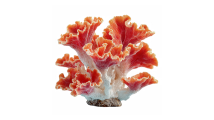 A detailed studio shot of a vibrant red and orange coral specimen against a black background.