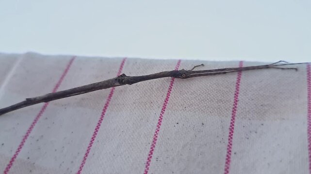 Closeup view of a brown wingless stick insect with slender body perched inside home