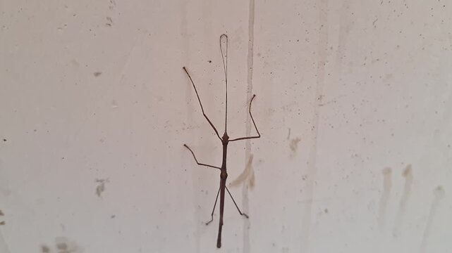 Closeup view of a brown wingless stick insect with slender body perched inside the home wall