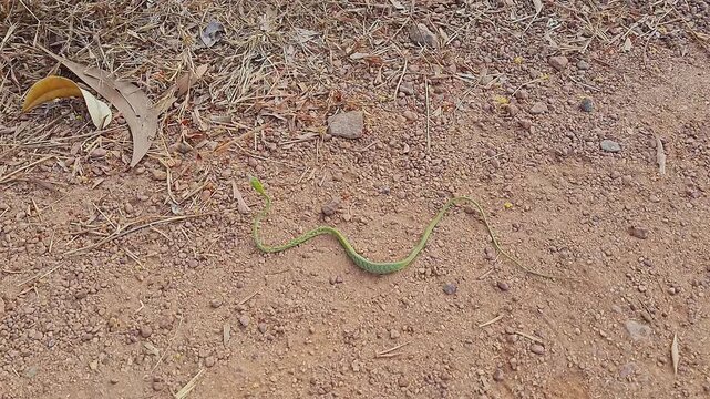 Closeup video of green vine snake Ahaetulla nasuta resting on muddy forest path ground