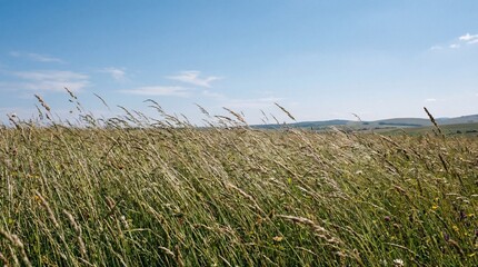 Strong Wind Moving Tall Grass Across an Open Field with Clear Sky and Sharp Texture