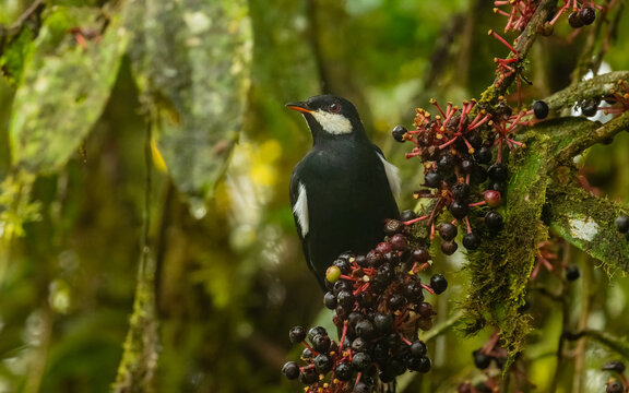 Schwarzklarino (Entomodestes coracinus)