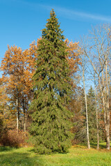 Fototapeta premium Yellowed autumn trees in a park against a blue sky and bright sunshine