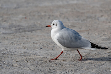 Obraz premium 砂浜の上を歩くかもめ