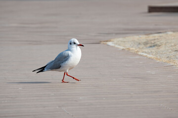 Obraz premium デッキを歩くかもめ