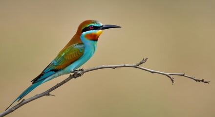 Beeeater on Branch. (1)