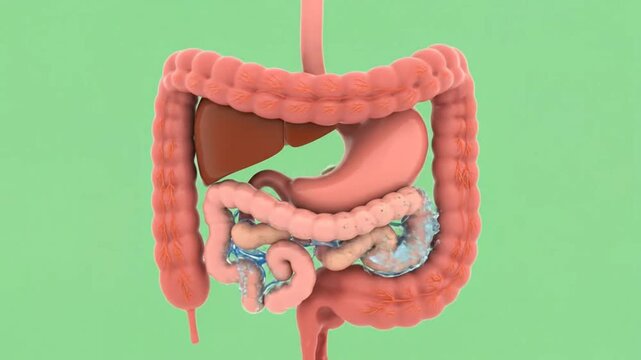 Anatomical Animation of the Human Digestive System Showing a Medical Overview of Internal Organs and Processes
