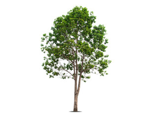 Single green tree isolated on white background