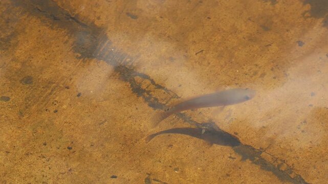 Young snakehead fish swim slowly in murky water above a cement floor, showing survival instincts within an artificial aquatic environment.