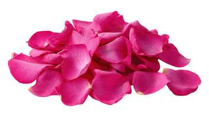 Pile of magenta rose petals on transparent background in full frame shot