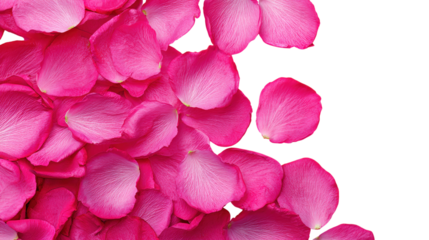 Pile of pink rose petals falling isolated on transparent checkered background surface
