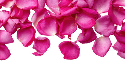 Pile of pink rose petals falling softly on transparent checkered background surface