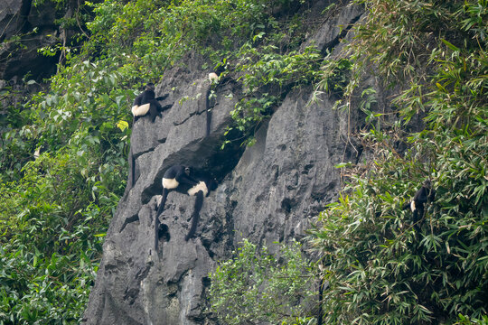 Delacour's Langur - Trachypithecus delacouri, beautiful black and white critically endangered species of Old World monkey endemic to northern Vietnam.