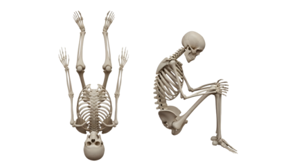 3D medical illustration of human skeleton sitting and holding knees alongside upside down skeleton with raised arms, anatomy education concept