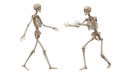 Two human skeletons facing each other with outstretched arms isolated on white, perfect for Halloween or anatomy education