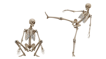 Two human skeletons isolated on white background with one sitting and the other performing a high kick, perfect for Halloween or anatomy education