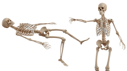 Two realistic human skeleton models in different poses isolated on white background, perfect for medical, educational, or Halloween themes