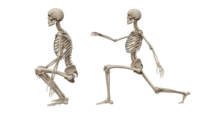 Two human skeleton models posing in lunging and squatting positions isolated on white background, anatomy concept, medical education tool