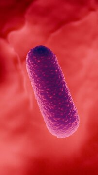 Lactobacillus Bacteria Colony - Probiotic Microorganisms