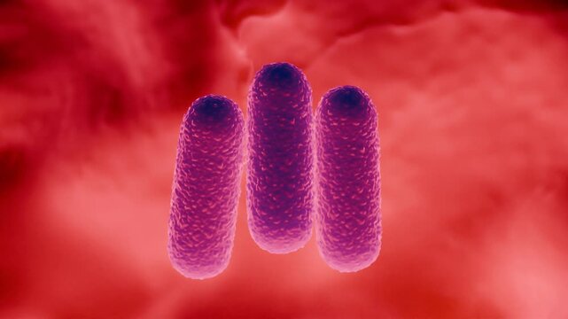 Lactobacillus Bacteria Colony - Probiotic Microorganisms
