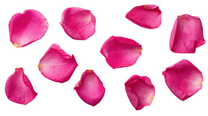 Set of pink rose petals cut out on transparent background showing beauty