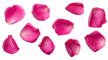 Set of pink rose petals cut out on transparent background showing beauty