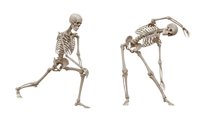 Two human skeletons stretching and exercising isolated on white background, anatomy and fitness concept, perfect for medical education