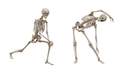 Two human skeletons stretching and exercising isolated on white background, anatomy and fitness concept, perfect for medical education