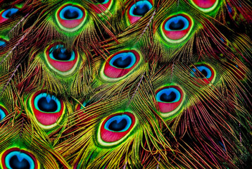 Obraz premium Vibrant close up of peacock feathers with iridescent eyespots