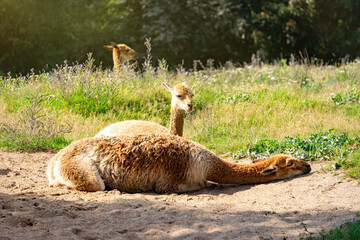 Obraz premium Lama cub on a sunny desert field 