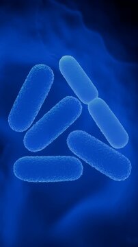 Lactobacillus Bacteria Colony - Probiotic Microorganisms