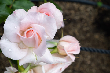 淡いピンクのバラと蕾 - 清楚なクローズアップ