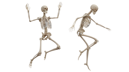 Two human skeletons in animated dancing poses isolated on white background, spooky Halloween decoration or anatomy concept