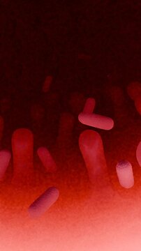 Lactobacillus Bacteria Colony - Probiotic Microorganisms