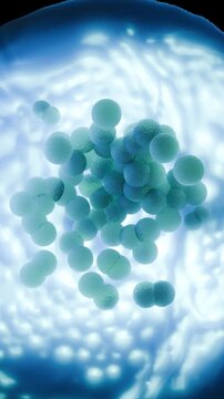 MRSA Bacteria Clusters - Methicillin-Resistant Staphylococcus Aureus Superbug
