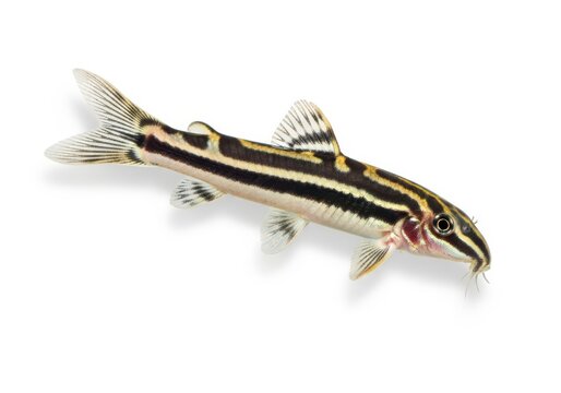 Clown loach isolated on white background, a freshwater fish from indonesia