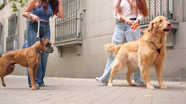 Embarrassing boxer dog humping another dog in public