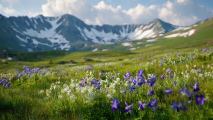 Fototapeta premium Mountain meadow with columbine flowers