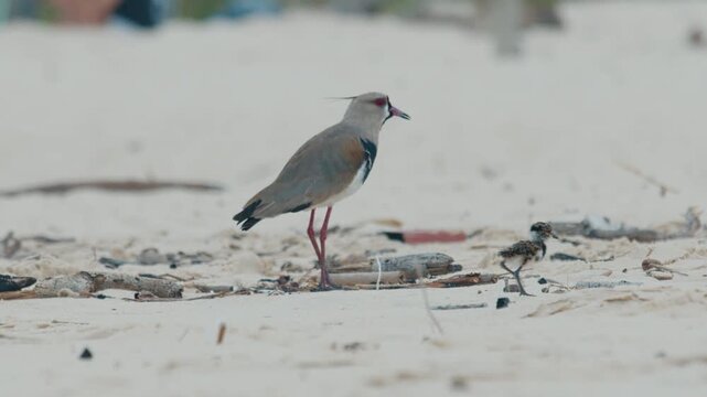 Chick of Southern lapwing or Quero quero hides next to parent