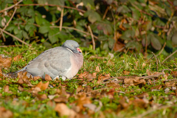 Obraz premium Common wood pigeon resting on the ground among autumn leaves in natural habitat