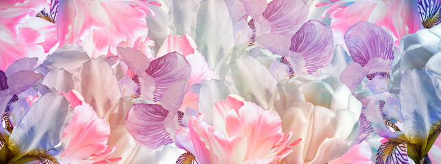 Floral background.   Flowers  and petals.    Close-up.  Nature.