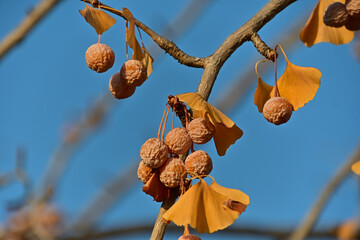 イチョウの枝に残っていた黄葉と干からびた銀杏