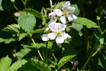 Bl&uuml;tende Brombeere