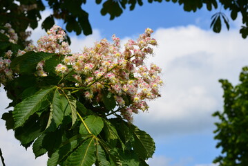 Kastanienbl&uuml;ten