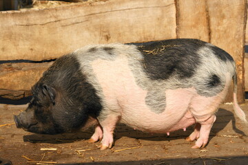 G&ouml;ttinger Minischwein