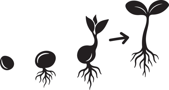 Growth stages of a plant from seed to sprout