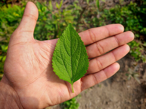 Billygoat weed leaf 