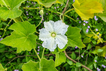 White flower of a bottle gourd plant (Calabash Garden) 