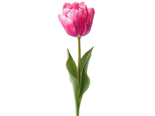 Obraz premium A single pink flower with a green stem